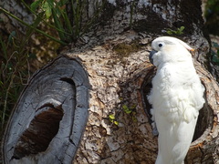 Cacatua sulphurea