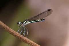 Chlorocyphidae
