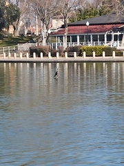 Phalacrocorax carbo