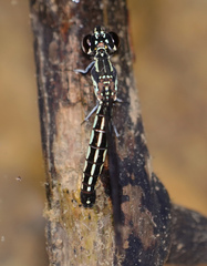 Chlorocyphidae