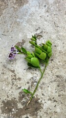 Solanum africanum