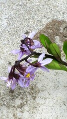 Solanum africanum