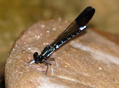 Rhinocypha cucullata