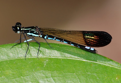 Rhinocypha cucullata