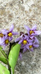 Solanum africanum