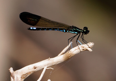 Rhinocypha cucullata