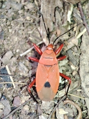 Antilochus russus