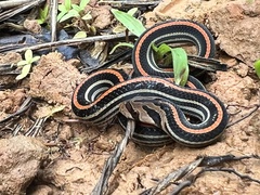 Oligodon octolineatus