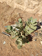 Calotropis procera