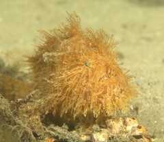 Antennarius striatus