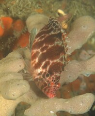 Cirrhitichthys aprinus