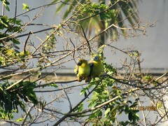 Treron phoenicopterus