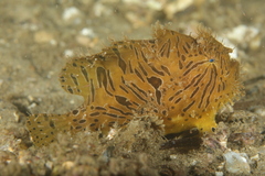 Antennarius striatus