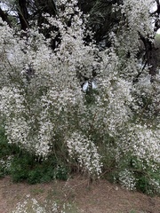 Retama monosperma