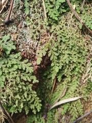 Selaginella uncinata