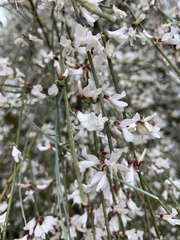 Retama monosperma