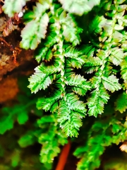 Selaginella uncinata