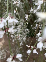 Retama monosperma