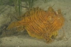 Antennarius striatus