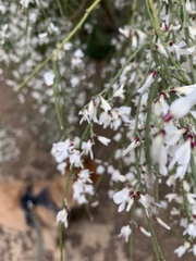 Retama monosperma