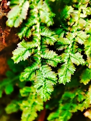 Selaginella uncinata