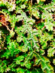 Selaginella uncinata