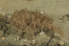 Antennarius striatus