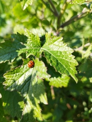 Harmonia axyridis