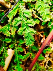 Selaginella uncinata