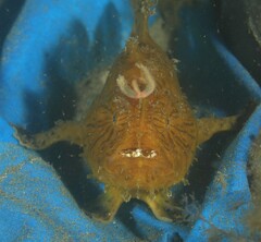 Antennarius striatus