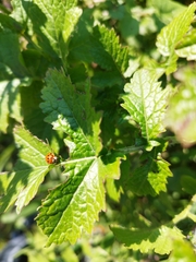 Harmonia axyridis