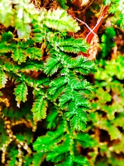 Selaginella uncinata