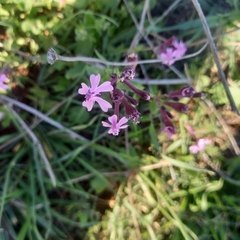 Silene aegyptiaca