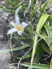 Xerophyta adendorffii