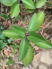 Kalanchoe pinnata