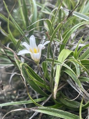 Xerophyta adendorffii