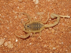 Hottentotta arenaceus