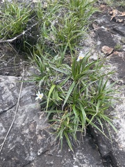 Xerophyta adendorffii