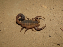 Hottentotta conspersus