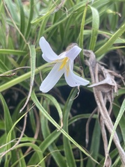 Xerophyta adendorffii