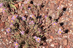 Dieteria bigelovii