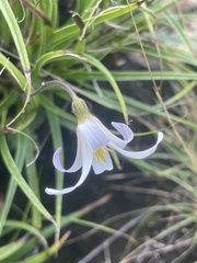 Xerophyta adendorffii