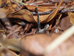 Mituliodon tarantulinus