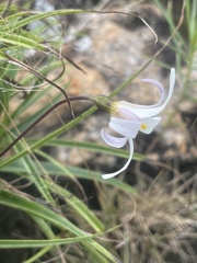 Xerophyta adendorffii