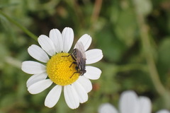 Oxysarcodexia varia