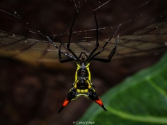 Micrathena schreibersi