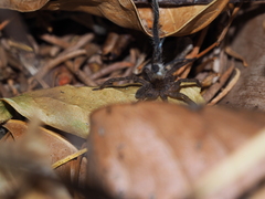 Mituliodon tarantulinus