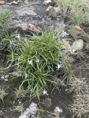 Xerophyta adendorffii