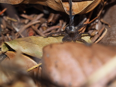 Mituliodon tarantulinus