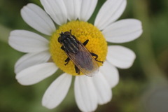 Oxysarcodexia varia
